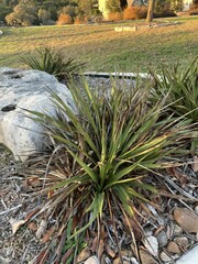 Dasylirion cedrosanum