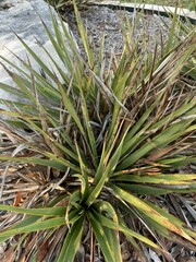 Dasylirion cedrosanum