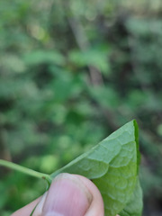 Viola palustris