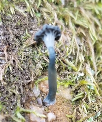 Arrhenia chlorocyanea