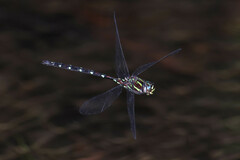 Austroaeschna pulchra