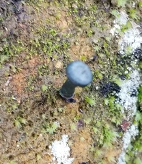 Arrhenia chlorocyanea