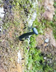 Arrhenia chlorocyanea