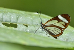 Ithomia patilla