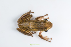 Polypedates teraiensis