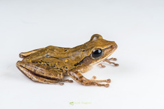 Polypedates teraiensis