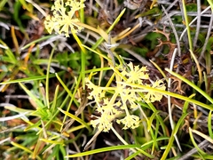 Anisotome