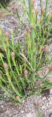 Equisetum bogotense