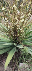 Furcraea
