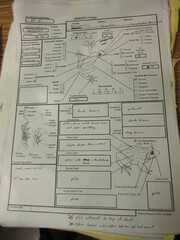 Polypedates teraiensis