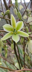 Furcraea