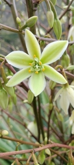 Furcraea
