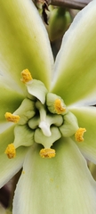Furcraea