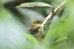 Empidonax