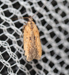 Ardozyga compsochroa