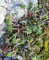 Sedum oreganum