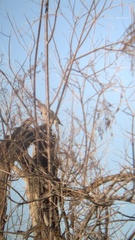 Colaptes