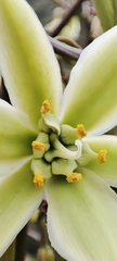 Furcraea