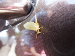 Potamanthus luteus