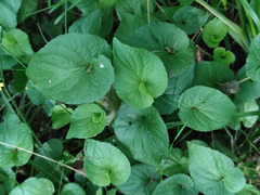 Viola uliginosa