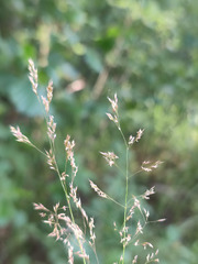 Agrostis canina