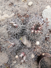 Eriosyce heinrichiana