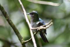 Chlorostilbon assimilis