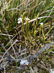 Veronica lycopodioides