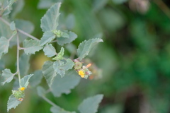 Malvastrum americanum