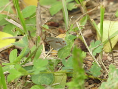 Rubroserrata ecbatana