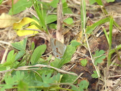 Rubroserrata ecbatana