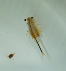 Eubranchipus oregonus