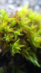 Trichostomum crispulum