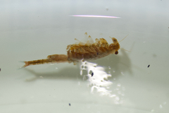 Eubranchipus oregonus