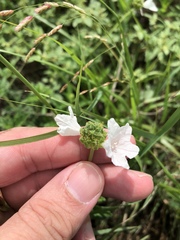 Varronia podocephala
