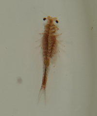 Eubranchipus oregonus