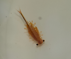 Eubranchipus oregonus