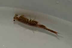 Eubranchipus oregonus
