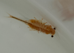 Eubranchipus oregonus