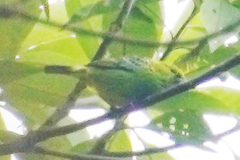 Ixothraupis xanthogastra