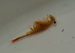 Eubranchipus oregonus