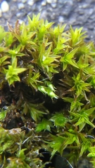 Trichostomum crispulum