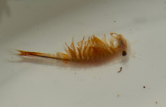 Eubranchipus oregonus