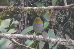 Chlorospingus flavigularis