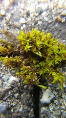 Trichostomum crispulum