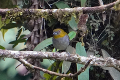 Chlorospingus flavigularis