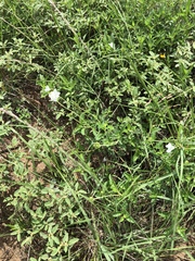 Varronia podocephala