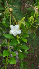 Jacquemontia curtissii