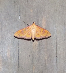 Margaroniini