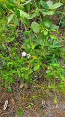 Jacquemontia curtissii